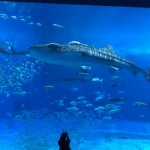 2月に沖縄旅行に行って気温と服装に困ったので体験談書いとく