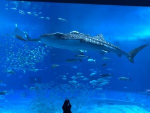 2月に沖縄旅行に行って気温と服装に困ったので体験談書いとく