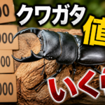クワガタの値段はいくら？種類別の価格相場と数万円になる高額個体の特徴を解説