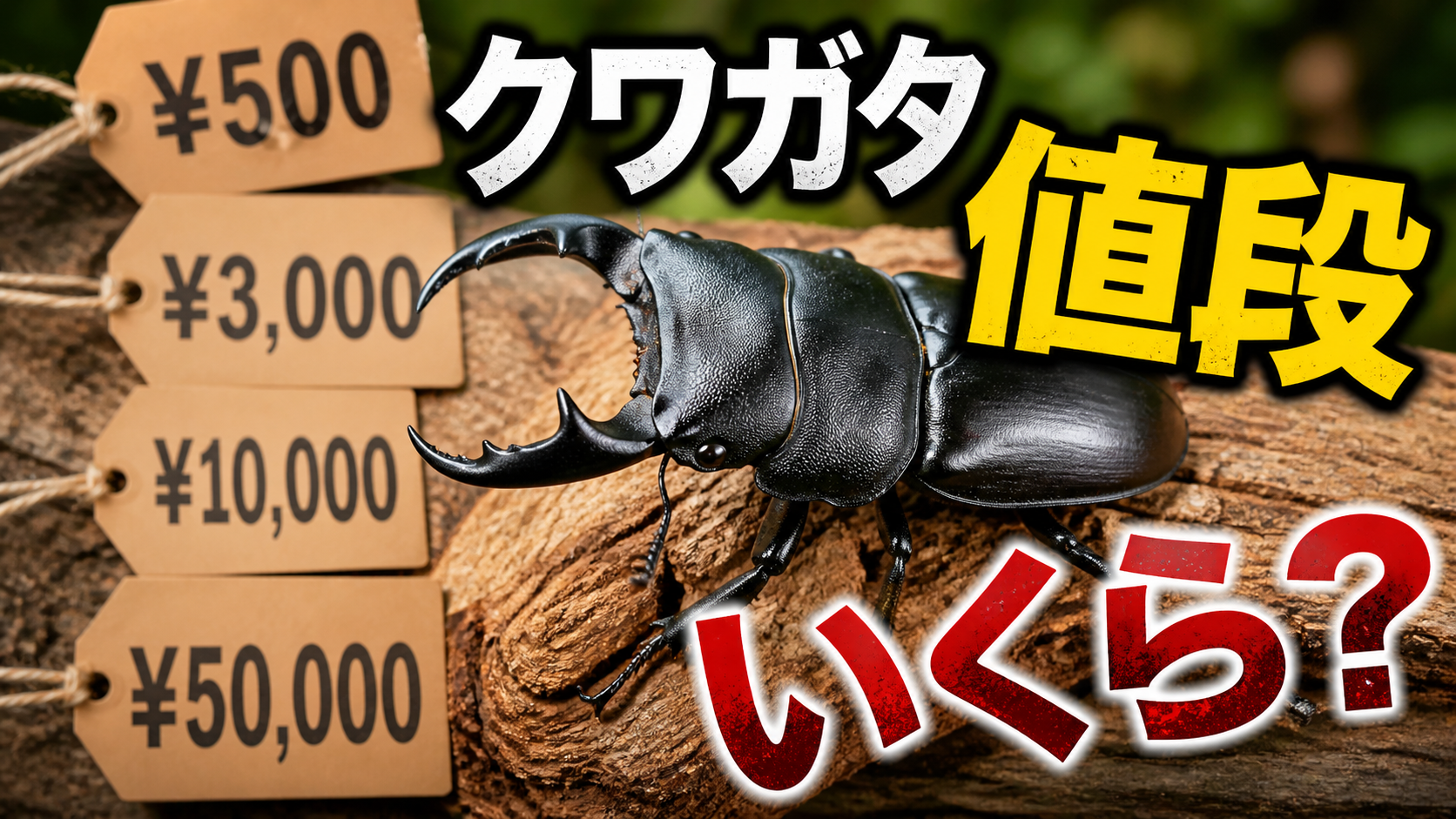 クワガタの値段はいくら？種類別の価格相場と数万円になる高額個体の特徴を解説