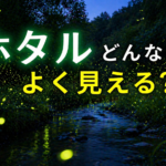 ホタルはどんな時によく見える？天気・気温・時間帯の見えやすい条件を解説