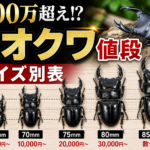 オオクワガタの値段はいくら？70mm・75mm・80mmサイズ別の価格相場と天然サイズの目安も解説