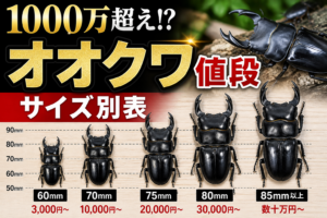 オオクワガタの値段はいくら？70mm・75mm・80mmサイズ別の価格相場と天然サイズの目安も解説